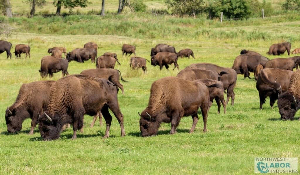 6. Protecting Wildlife